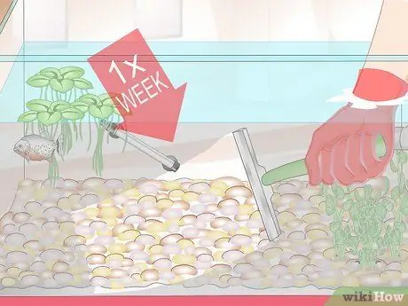 Уход за пираньями Шаг 5