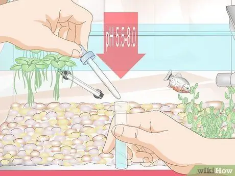 Уход за пираньями Шаг 6