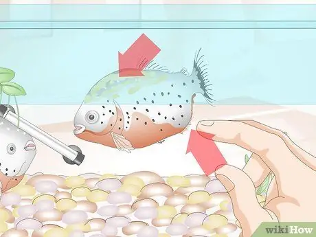 Уход за пираньями Шаг 9