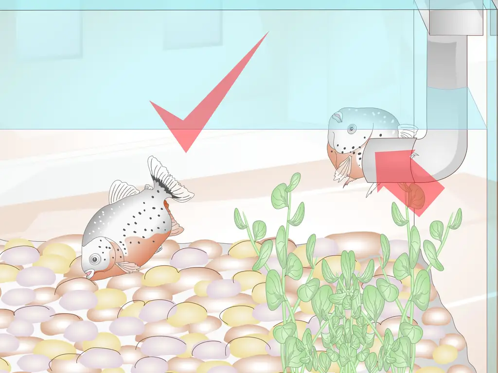 Как ухаживать за пираньями: 10 шагов (с иллюстрациями)