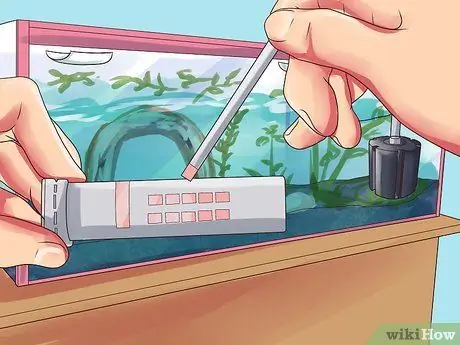 Порода гурамис Шаг 10