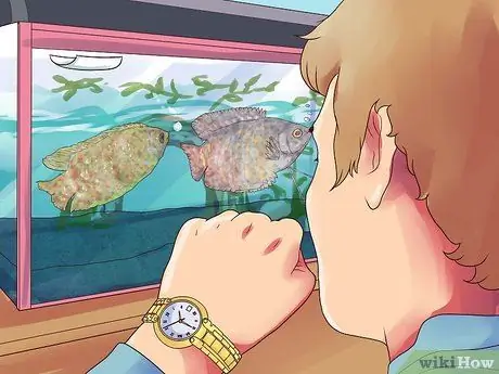 Порода гурамис Шаг 13