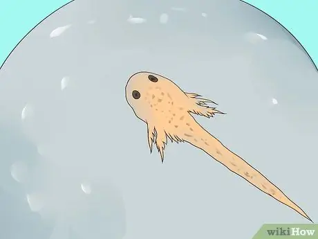 Порода гурамис Шаг 15