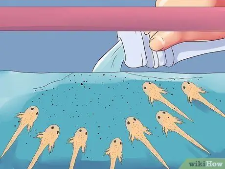 Порода гурамис Шаг 16