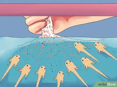 Порода гурамис Шаг 17