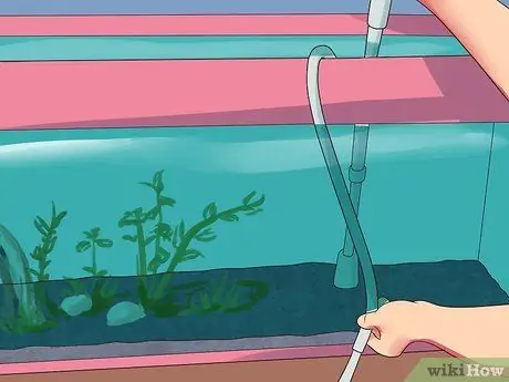 Порода гурамис Шаг 18