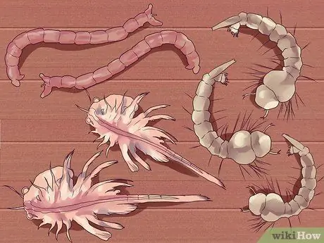 Порода гурамис Шаг 2