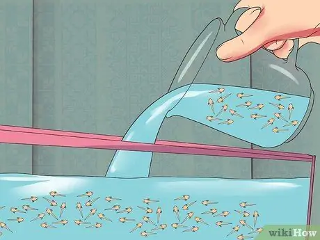 Порода гурамис Шаг 20