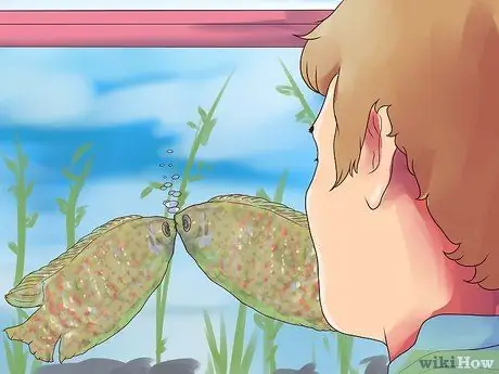 Порода гурамис Шаг 4