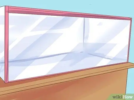 Порода гурамис Шаг 5