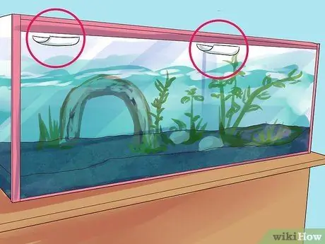 Порода гурамис Шаг 7