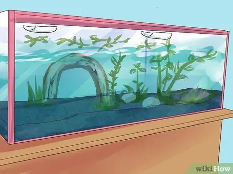 Порода гурамис Шаг 8