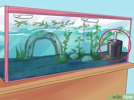 Порода гурамис Шаг 9