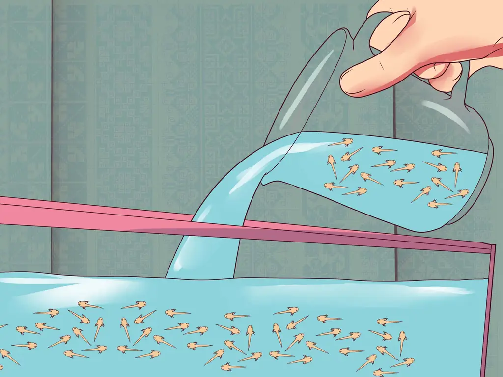 Как разводить гурами (с иллюстрациями)