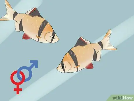 Keep Tiger Barbs Шаг 13