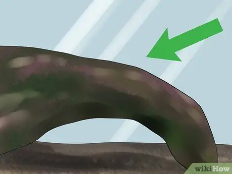 Keep Tiger Barbs Шаг 6