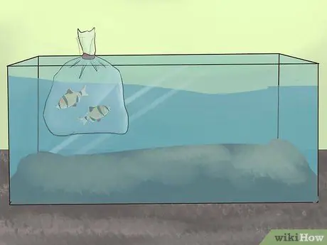 Keep Tiger Barbs Шаг 7