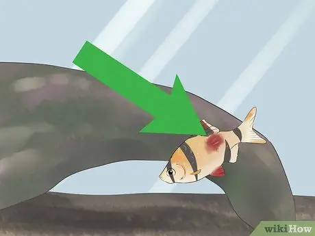 Keep Tiger Barbs Шаг 9