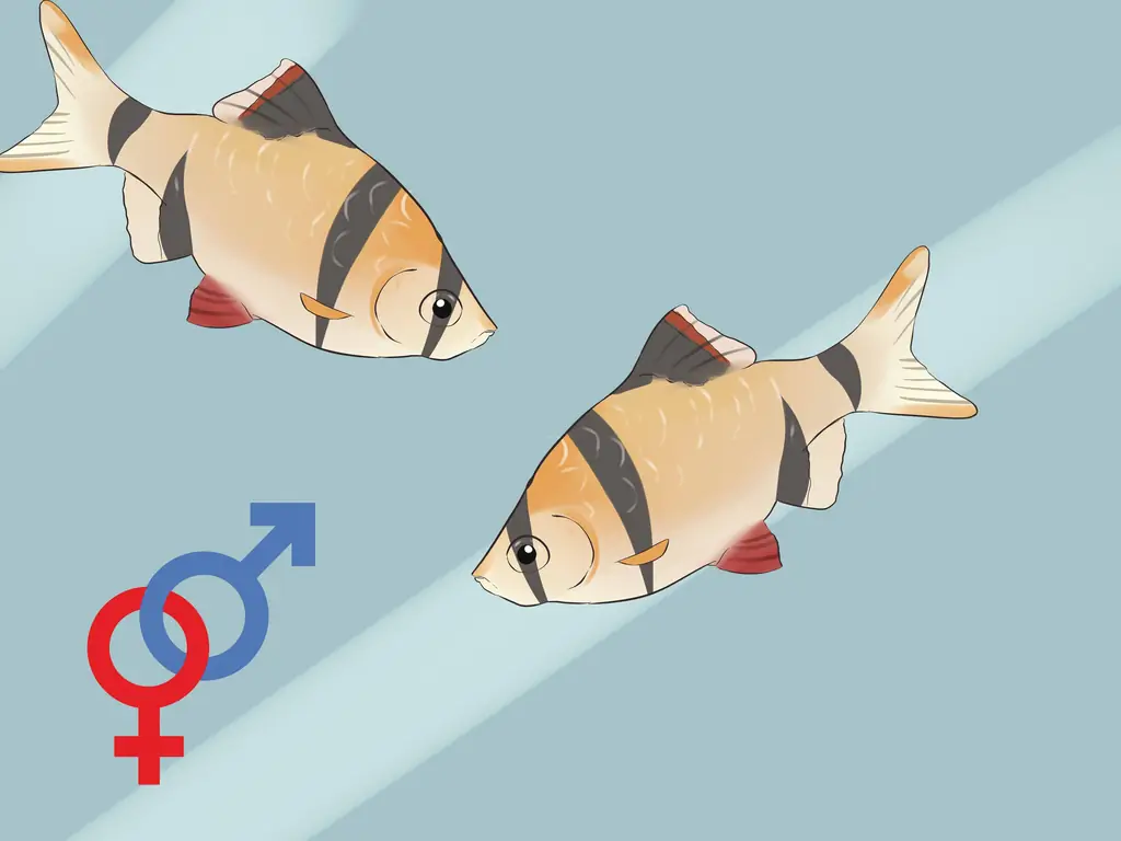 Как сохранить тигровые колючки: 13 шагов (с иллюстрациями)