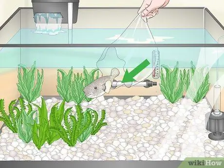 Покупка рыбы фугу и уход за ней Шаг 11