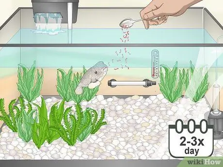 Покупка рыбы фугу и уход за ней Шаг 12