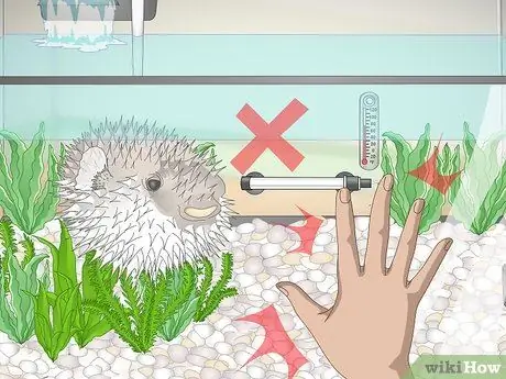 Покупка рыбы-фугу и уход за ней Шаг 15