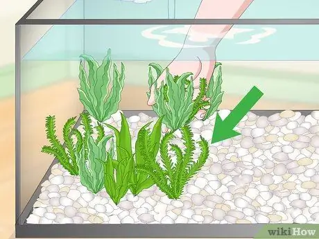 Покупка рыбы-фугу и уход за ней Шаг 8