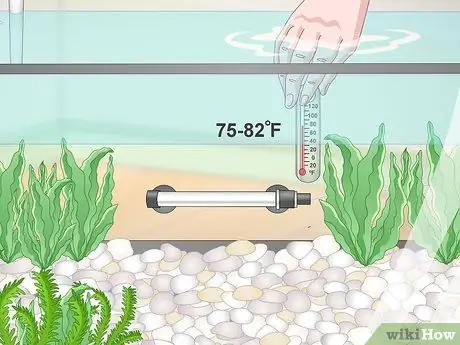 Покупка рыбы фугу и уход за ней Шаг 9