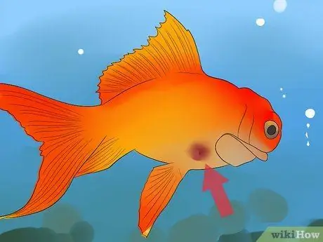 Вылечить двуустку у золотой рыбки Шаг 1