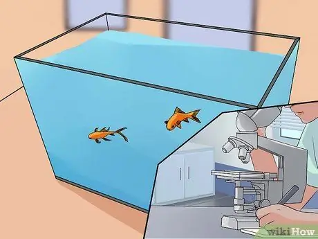 Вылечить двуустку у золотой рыбки Шаг 16