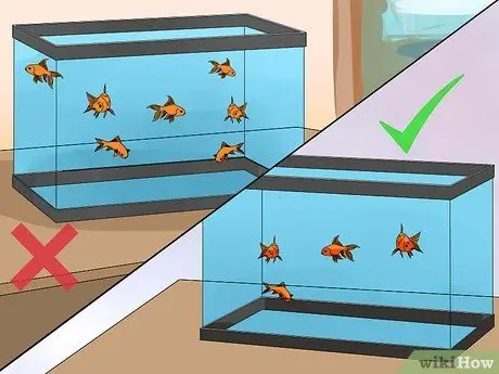 Вылечить двуустку у золотой рыбки Шаг 18