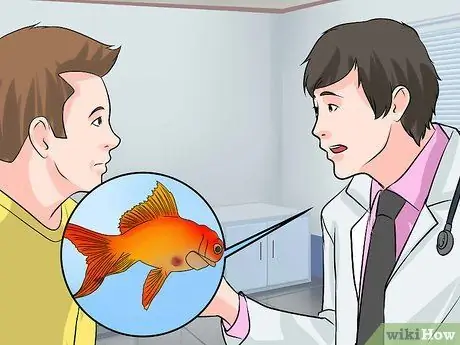 Вылечить двуустку у золотой рыбки Шаг 4