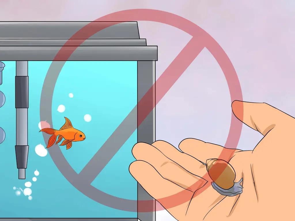 Как вылечить двуустку у золотой рыбки (с иллюстрациями)