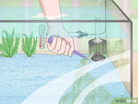 Держите золотую рыбку счастливой и здоровой Шаг 11