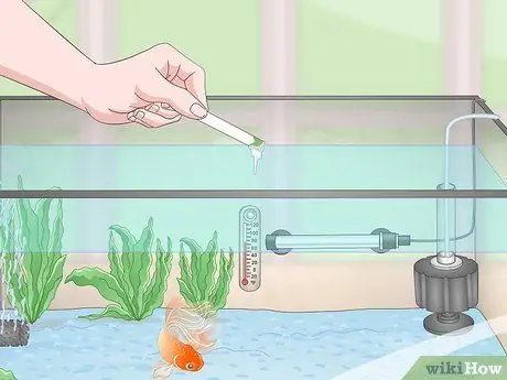 Держите золотую рыбку счастливой и здоровой Шаг 12