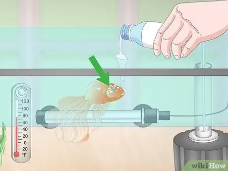 Держите золотую рыбку счастливой и здоровой Шаг 15