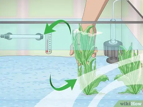 Держите золотую рыбку счастливой и здоровой Шаг 16