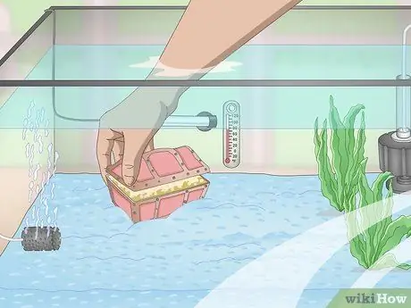 Держите золотую рыбку счастливой и здоровой Шаг 17