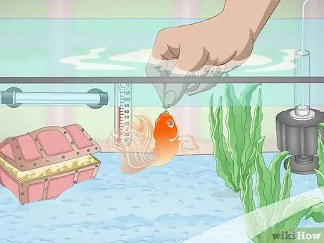 Держите золотую рыбку счастливой и здоровой Шаг 18
