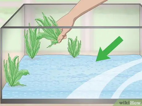 Держите золотую рыбку счастливой и здоровой Шаг 2