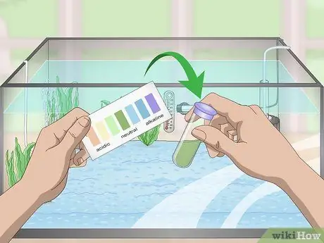 Держите золотую рыбку счастливой и здоровой Шаг 7