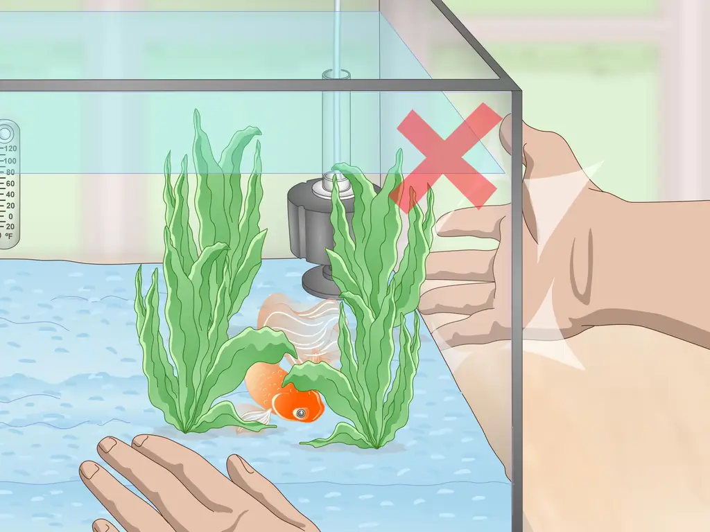 3 способа сделать золотую рыбку счастливой и здоровой