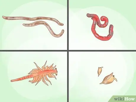 Покормить золотую рыбку Шаг 3