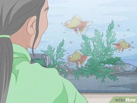 Покормить золотую рыбку Шаг 8