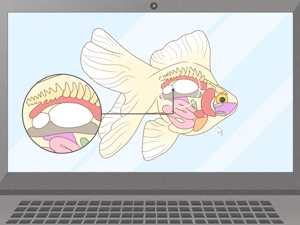 3 способа покормить золотую рыбку