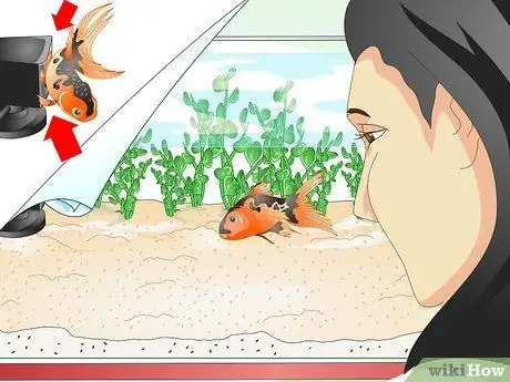 Выявление болезней аквариумных рыб, шаг 1