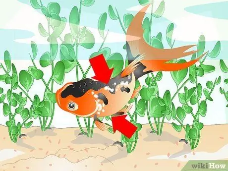 Выявление болезней аквариумных рыбок Шаг 3