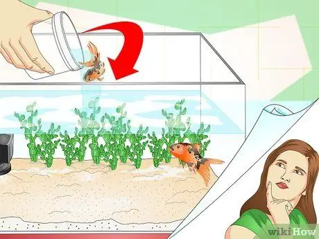 Выявление болезней аквариумных рыбок Шаг 5