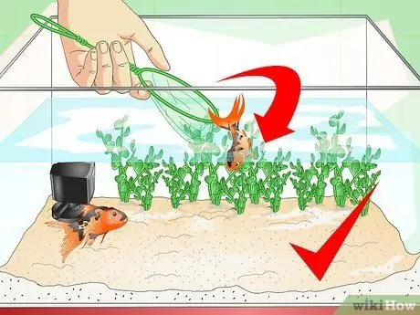 Выявление болезней аквариумных рыбок Шаг 8