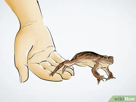 Уход за жабой Шаг 13